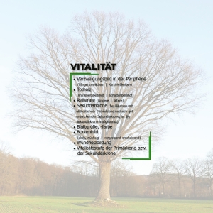 Kapitel 4: Einstufung der Vitalität von Bäumen