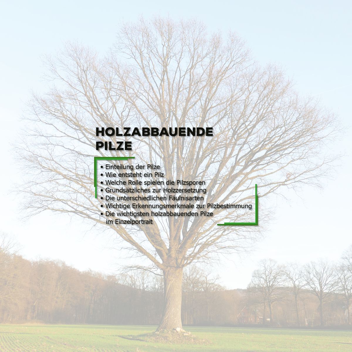 BAUMPOSTER - Kapitel 10