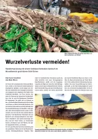 Wurzelverlust vermeiden!