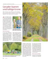 Gerader Stamm und luftige Krone