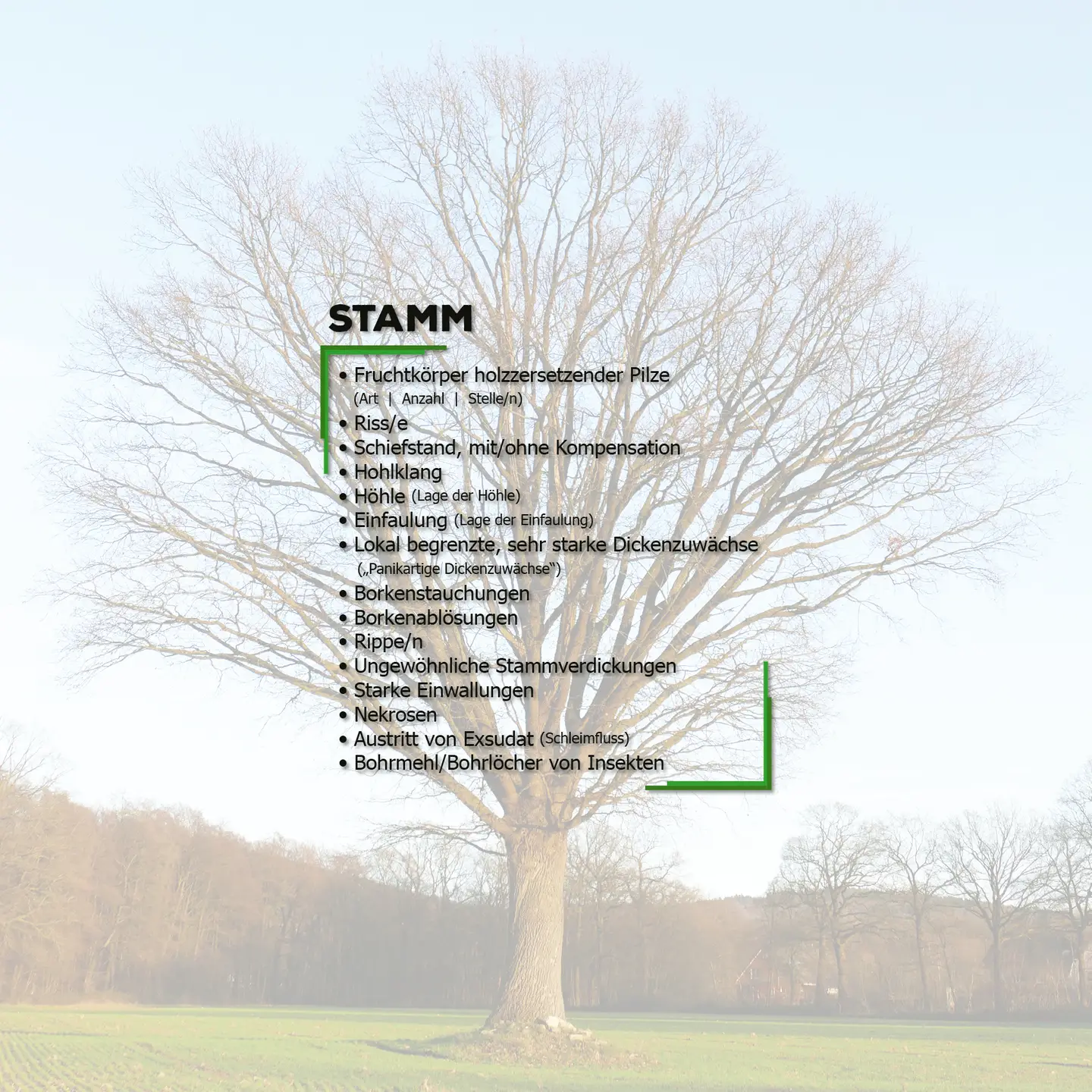 Kapitel 7: Der Stamm