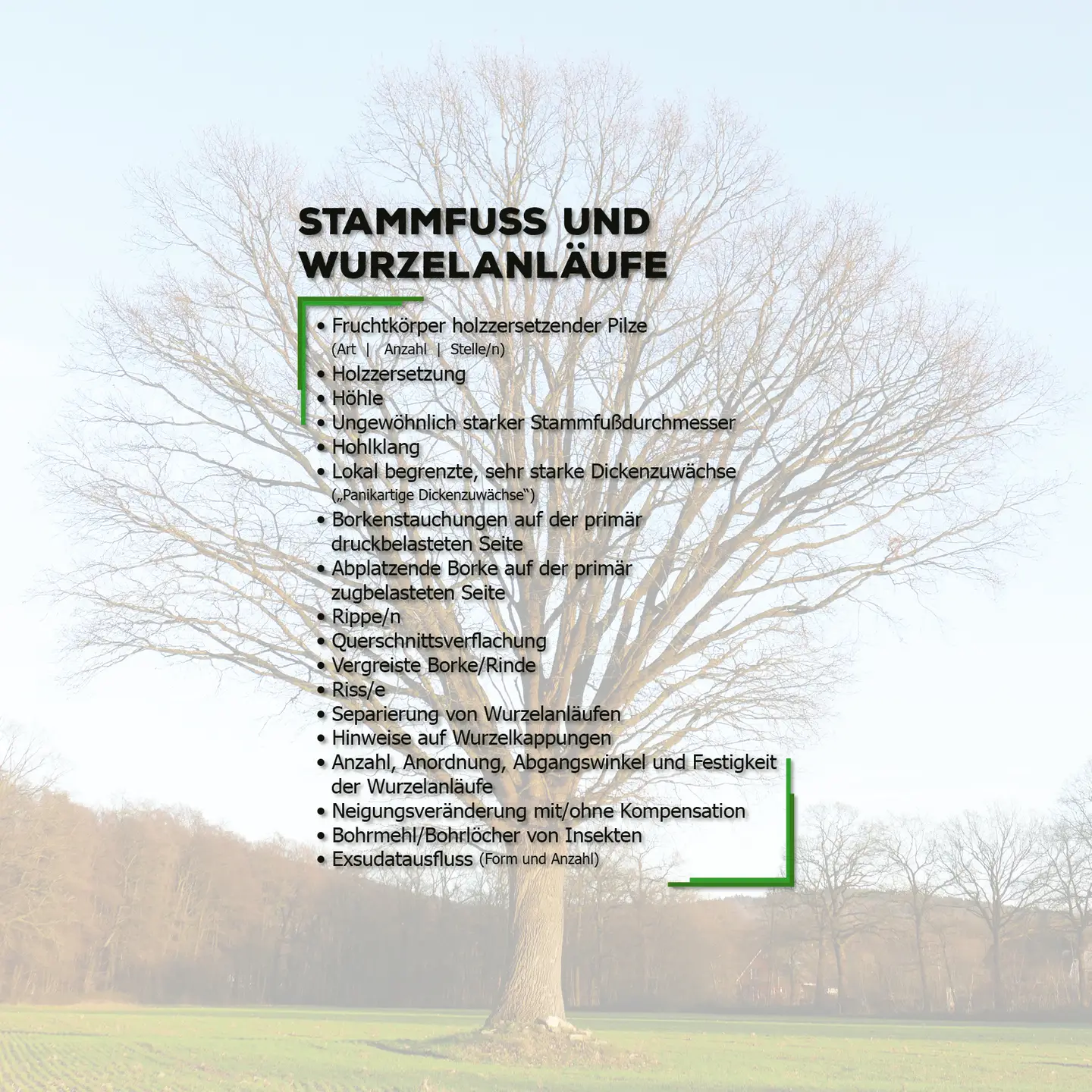 Kapitel 8: Stammfuß und Wurzelanläufe (Teil 1+2)