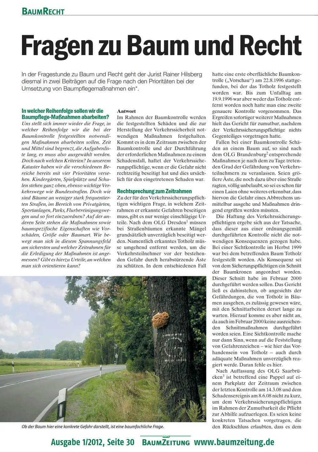 Screenshot vom PDF Artikel Baumzeitung