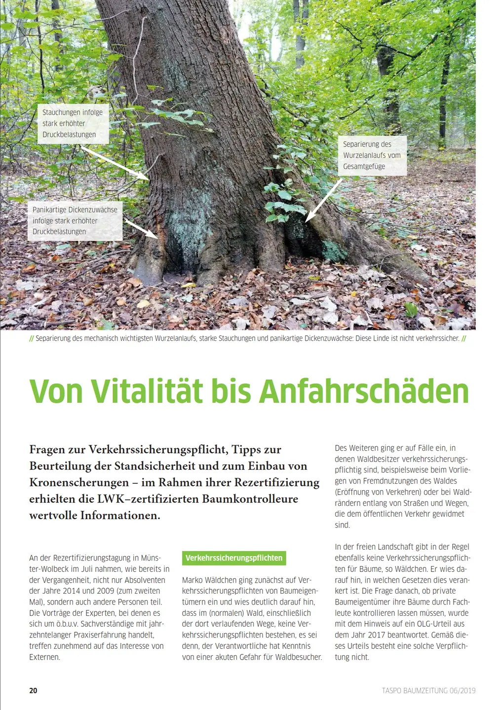 27.11.2019: Von Vitalität bis Anfahrschäden Ansicht des PDF Artikel der Zeitung Taspo baumzeitung 6/2019