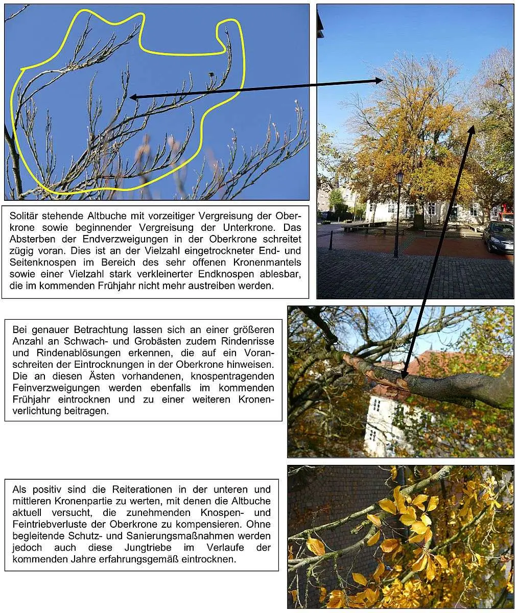 05.02.2020: Lingen-Rot-Buche-Standortsanierung Fotocollage von einzelnen Passagen des PDF-Artikel