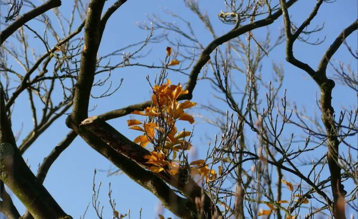 Symbolbild: Ansicht eines Astes einer Buche, mit herbstlichen Blättern