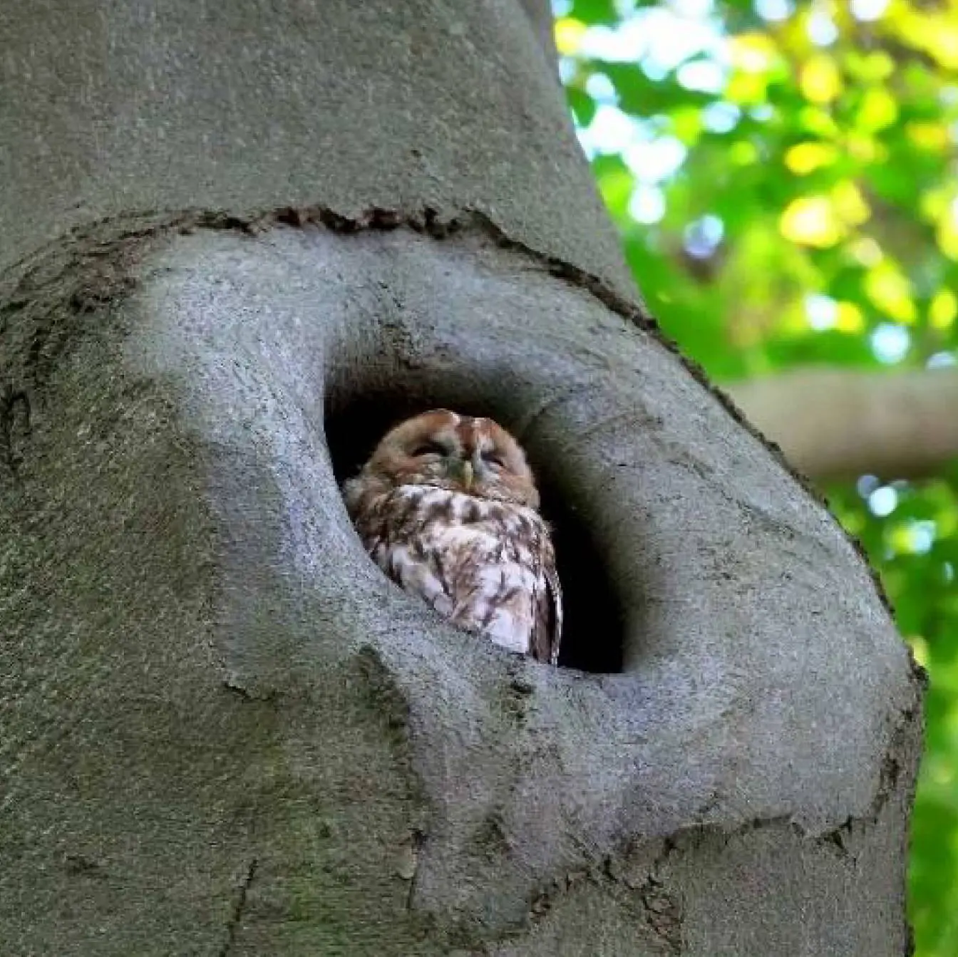 30.10.2023: Foto zum Artikel Baumkontrolle im Privatgarten Baumloch mit Eule drin,
Hintergrund unscharf Blattgrün