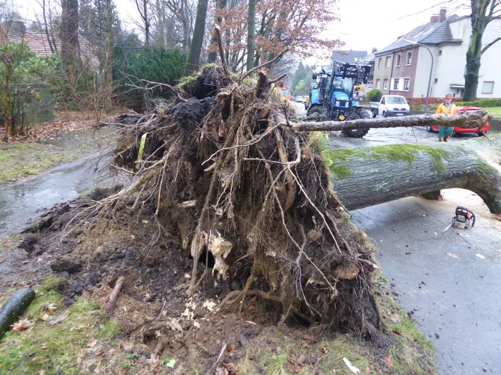 13.02.2025: Wie lassen sich wurzelbedingte Schäden an Verkehrsflächen beheben? Ansicht eines Baum von unten mit seinen Wurzeln