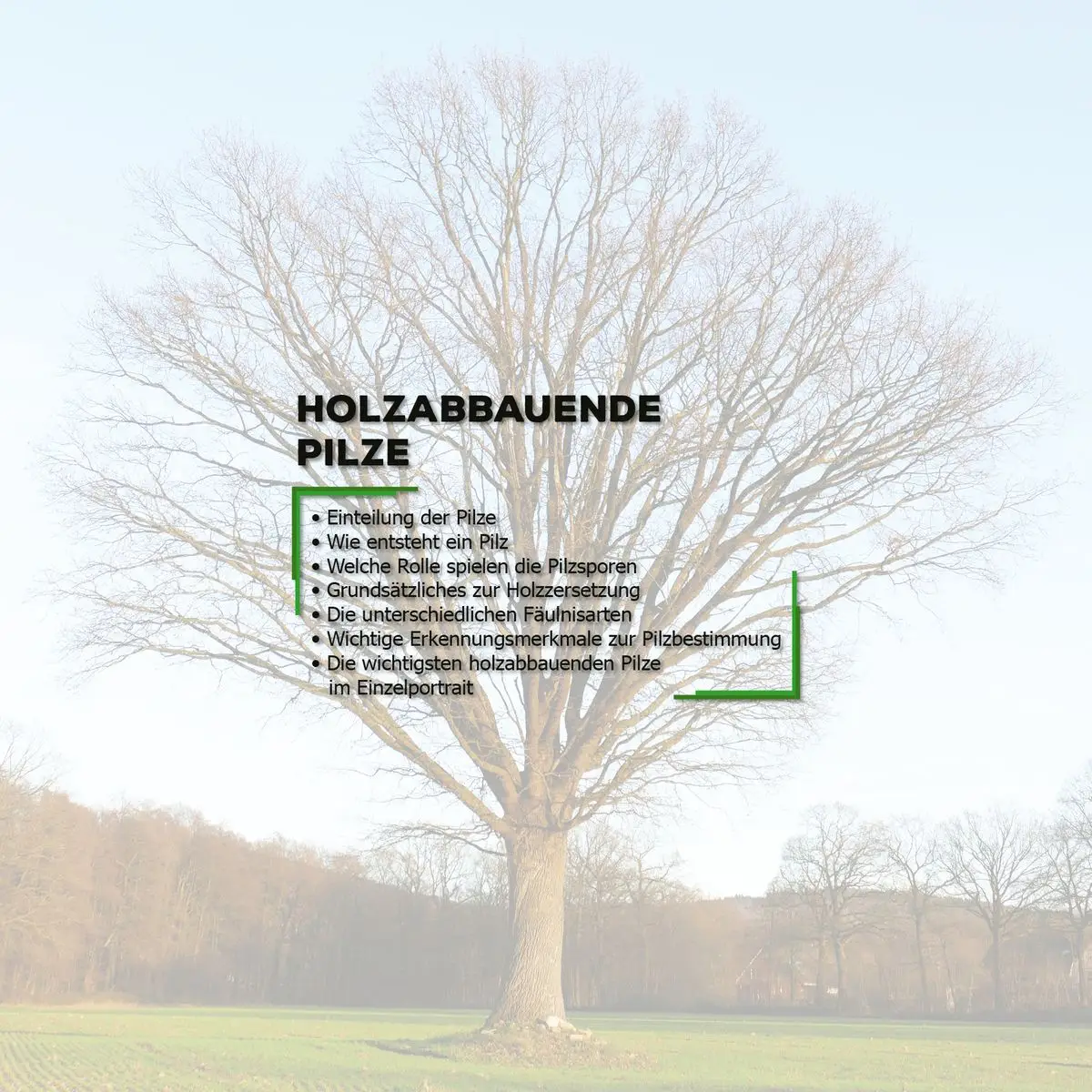 02.07.2025: Startseite der PowerPoint-Präsentation Holz zersetzende Pilzarten gelber Hintergrund,
darauf 3 Beispielbilder und der Einleitungstext zum Thema Holz zersetzende Piltarten